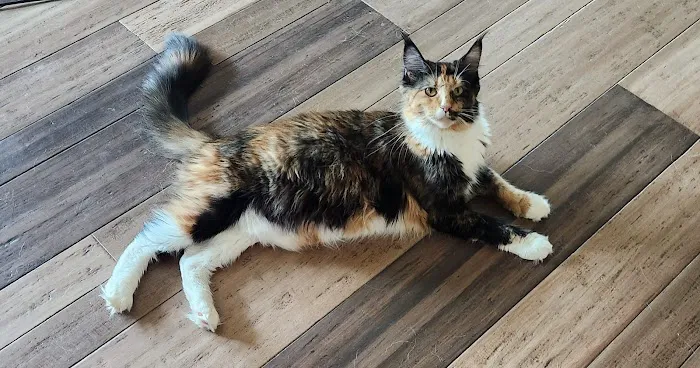 Primrose Maine Coons 9