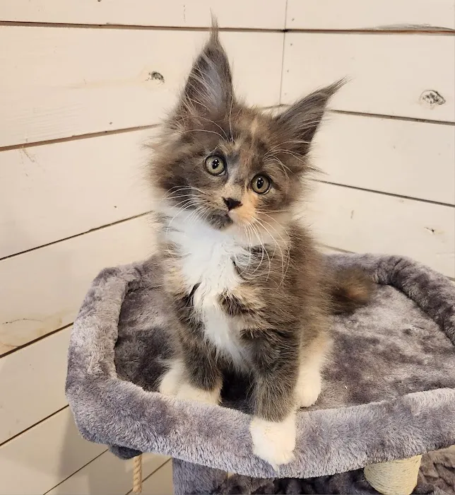 Primrose Maine Coons 6