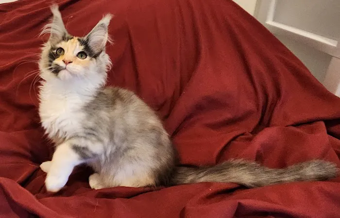Primrose Maine Coons 3