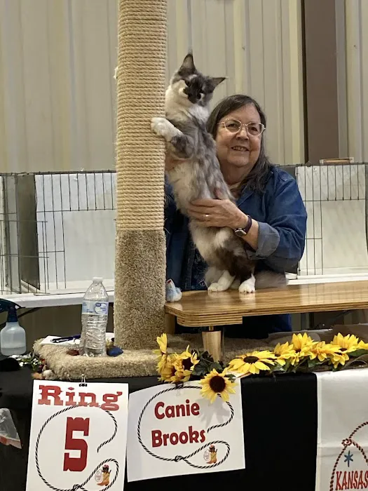 Primrose Maine Coons 1