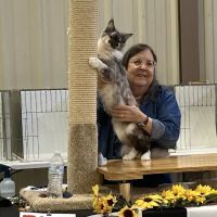Primrose Maine Coons ico