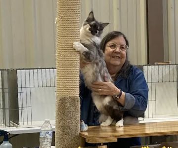 Primrose Maine Coons