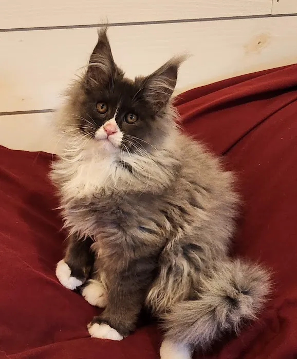 Primrose Maine Coons 4