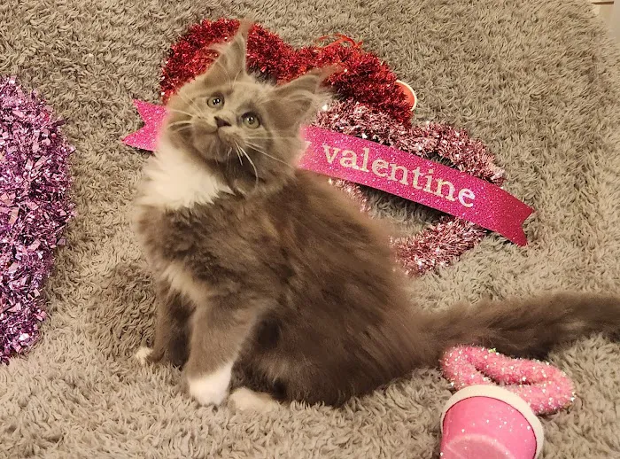 Primrose Maine Coons 7