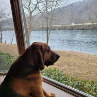 All Creatures Veterinary Clinic ico