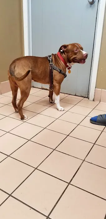 Siloam Springs Veterinary Clinic 1