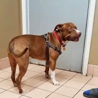 Siloam Springs Veterinary Clinic ico