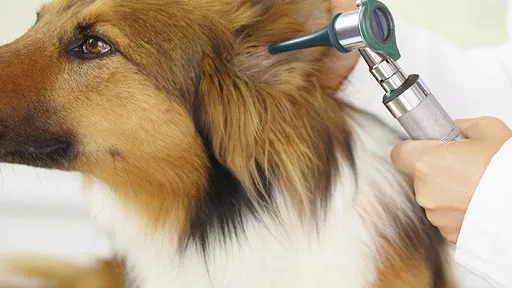 Lunsford Veterinary Care Center 3