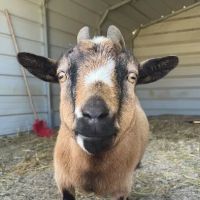 Lunsford Veterinary Care Center ico