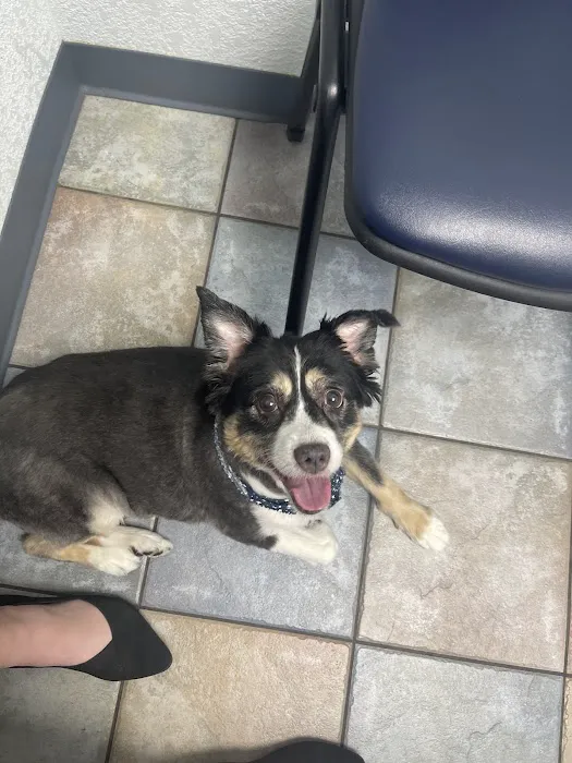 Lunsford Veterinary Services: Lunsford Michael DVM 1