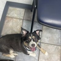 Lunsford Veterinary Services: Lunsford Michael DVM ico