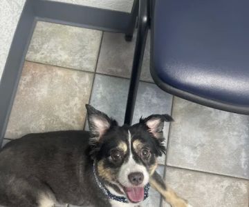 Lunsford Veterinary Services: Lunsford Michael DVM