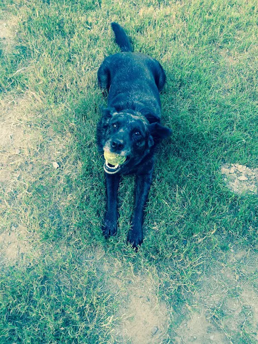 Cave Springs Veterinary Services 9