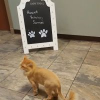 Hancock Veterinary Services ico