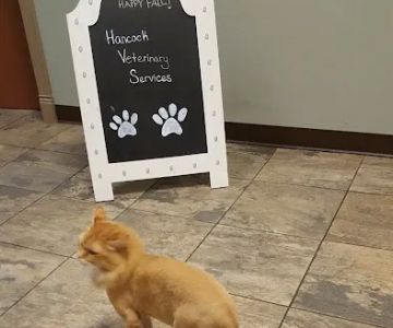 Hancock Veterinary Services