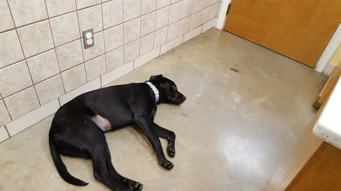 Faithful Friends Animal Clinic 3