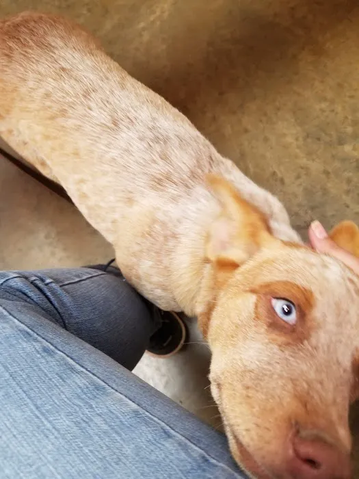 Faithful Friends Animal Clinic 9