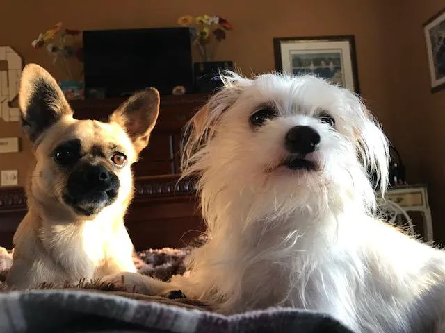 Faithful Friends Animal Clinic 1