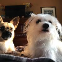 Faithful Friends Animal Clinic ico