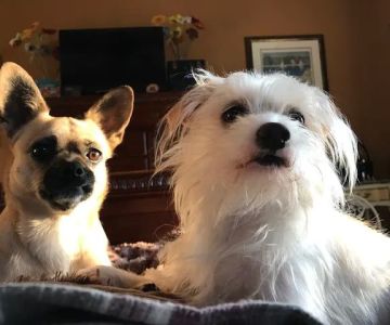 Faithful Friends Animal Clinic