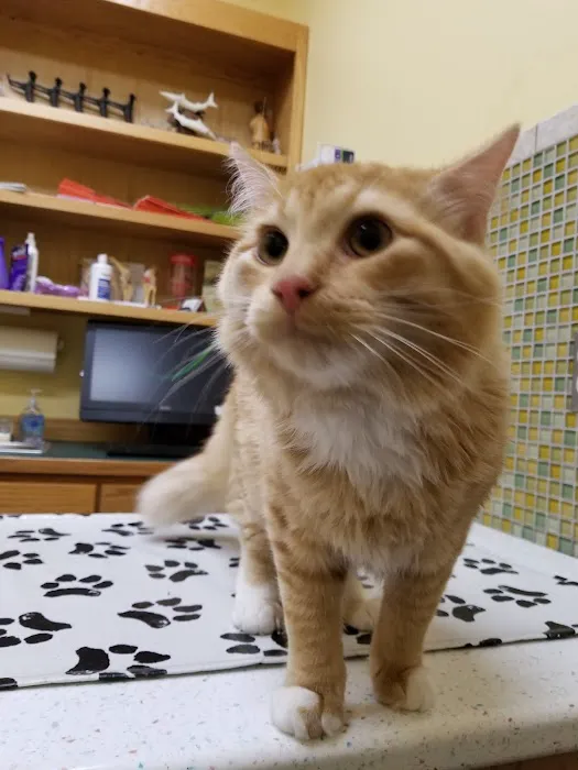 Faithful Friends Animal Clinic 5