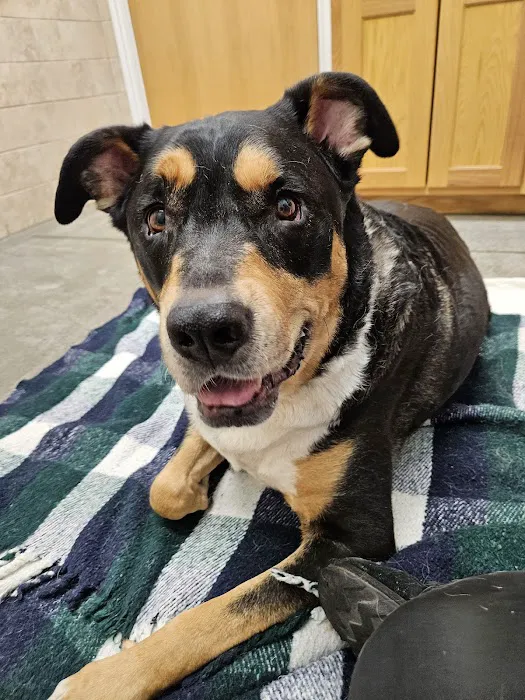 Faithful Friends Animal Clinic 6