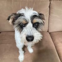 New Hope Animal Hospital ico