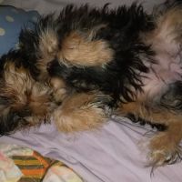 Prairie Creek Veterinary Hospital ico