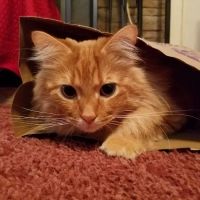 West Kentucky Veterinary Hospital (Formerly Westuck) ico