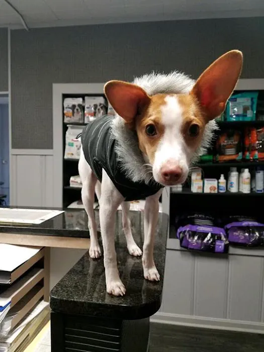 Mansfield Animal Hospital 9