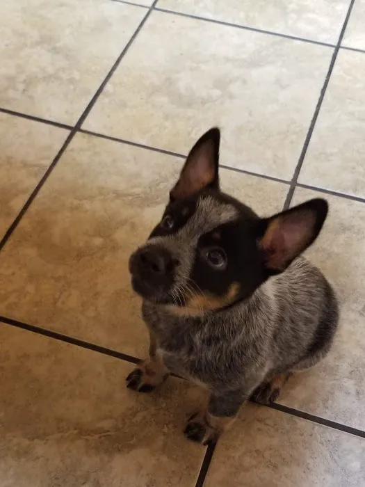 Skyline Animal Clinic 5
