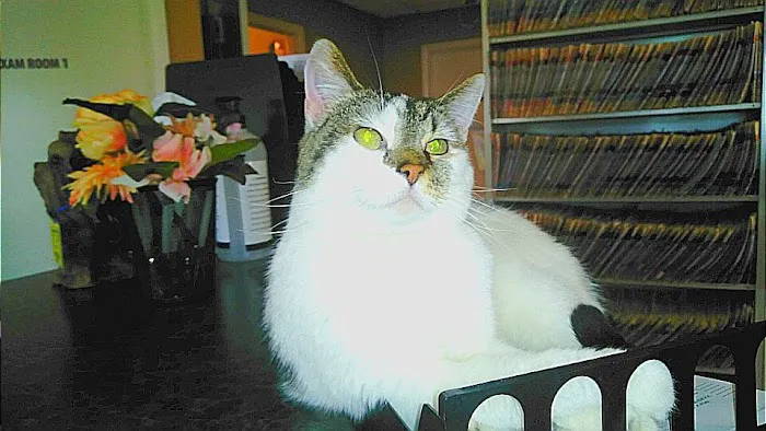 Skyline Animal Clinic 4