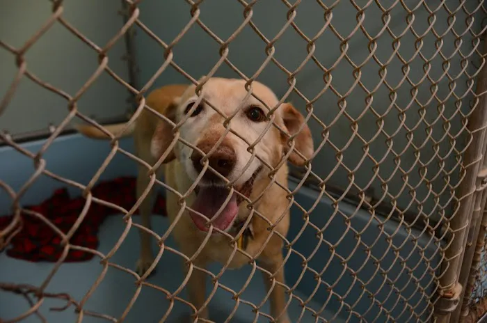 Skyline Animal Clinic 9