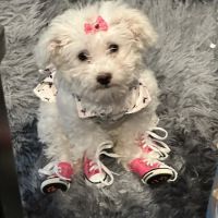 Skyline Animal Clinic ico