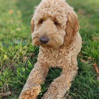 Heritage Animal Hospital ico