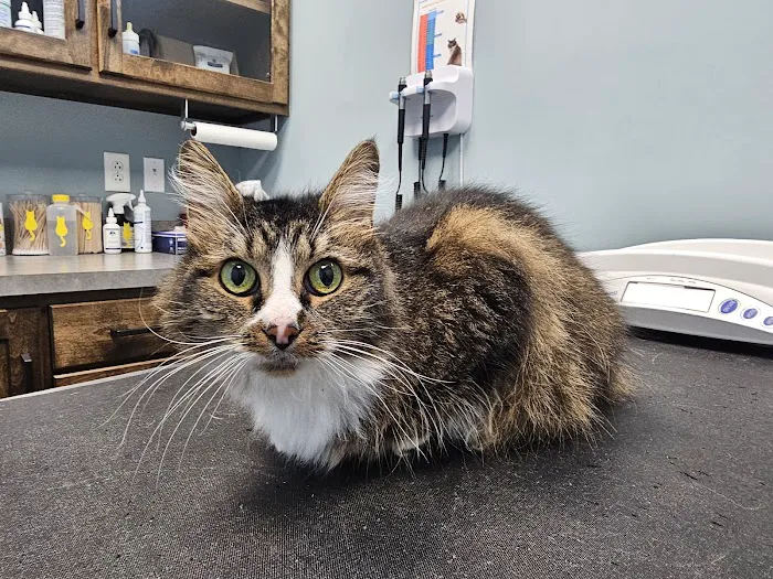 Heritage Animal Hospital 10