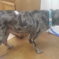 Crossroads Veterinary Hospital ico