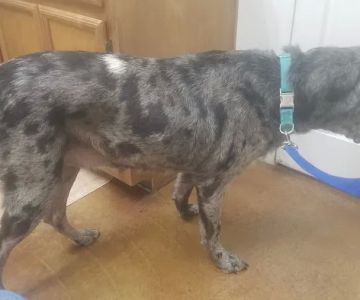 Crossroads Veterinary Hospital