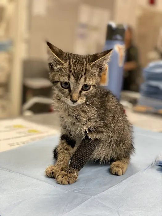 Mission Animal Hospital 4