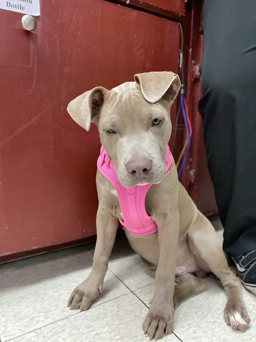 Mission Animal Hospital 1