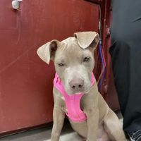 Mission Animal Hospital ico