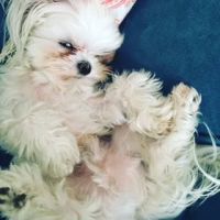 Palmdale Veterinary Hospital ico