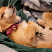 Animal Medical Center of The Antelope Valley ico
