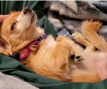 Animal Medical Center of The Antelope Valley