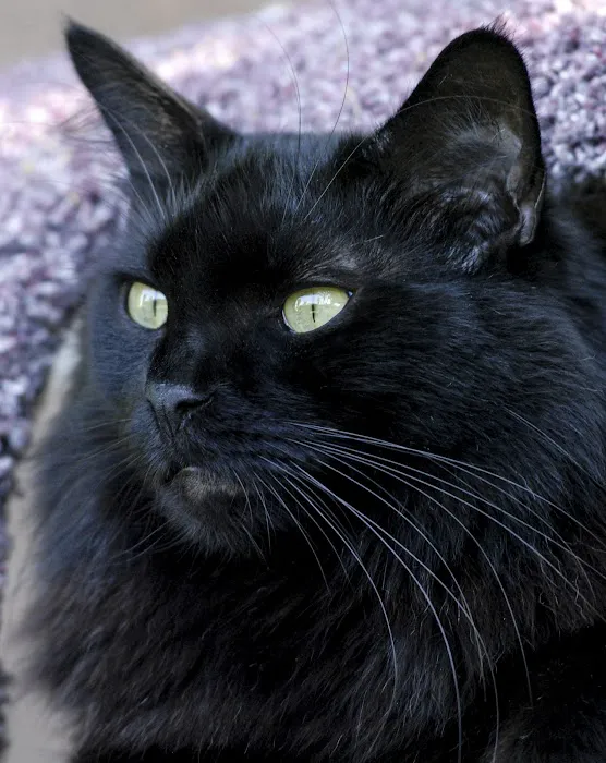 Animal Medical Center of The Antelope Valley 5