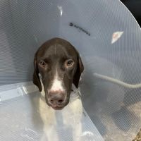 Pet Check Engine Animal Hospital ico