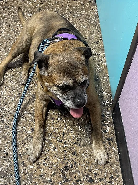 Pet Check Engine Animal Hospital 10