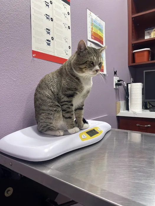 Pet Check Engine Animal Hospital 6