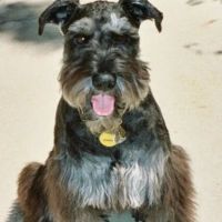 Antelope Valley Animal Hospital ico