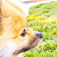 Hagos Coco DVM ico